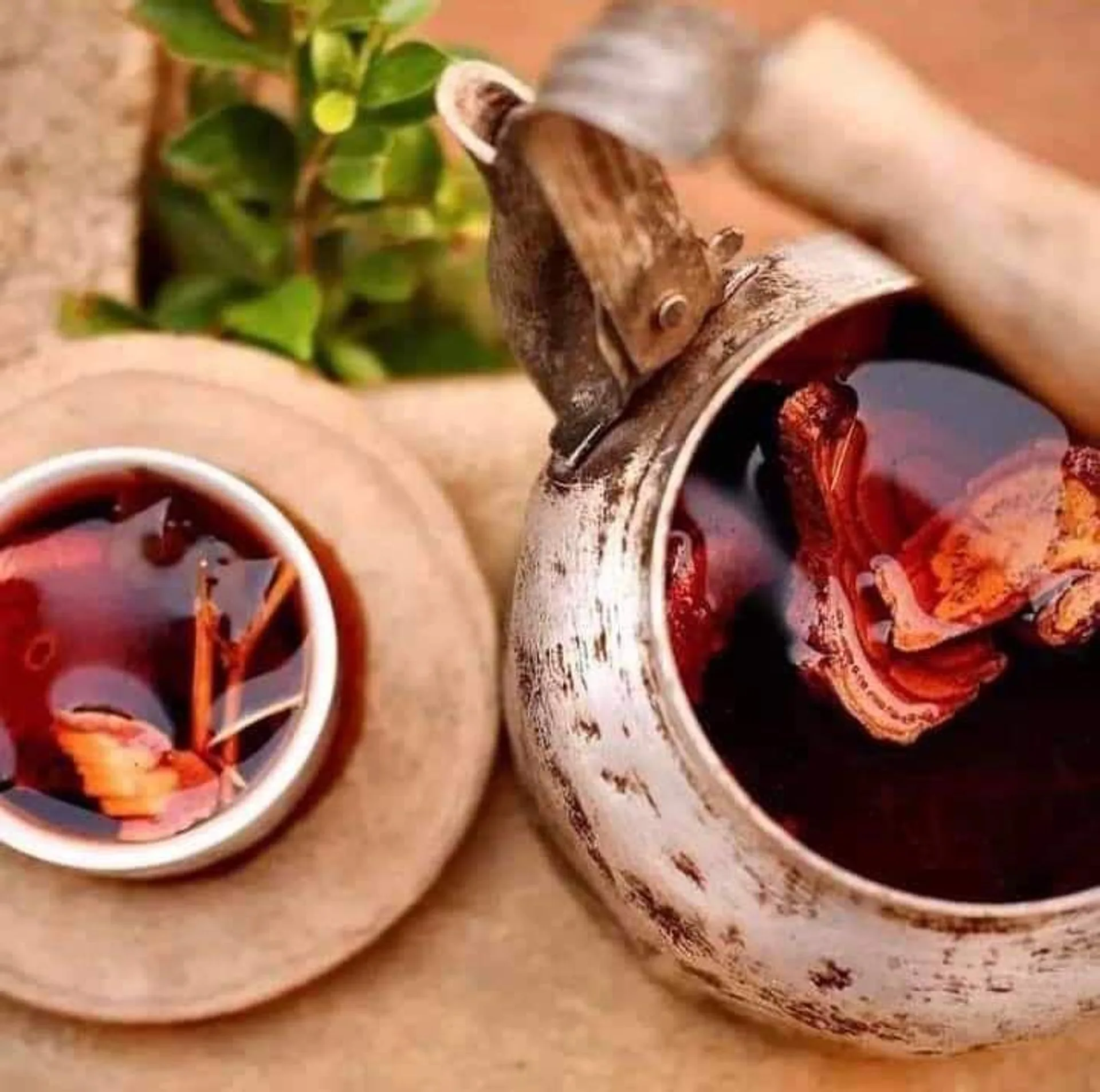 Cây cỏ mau
