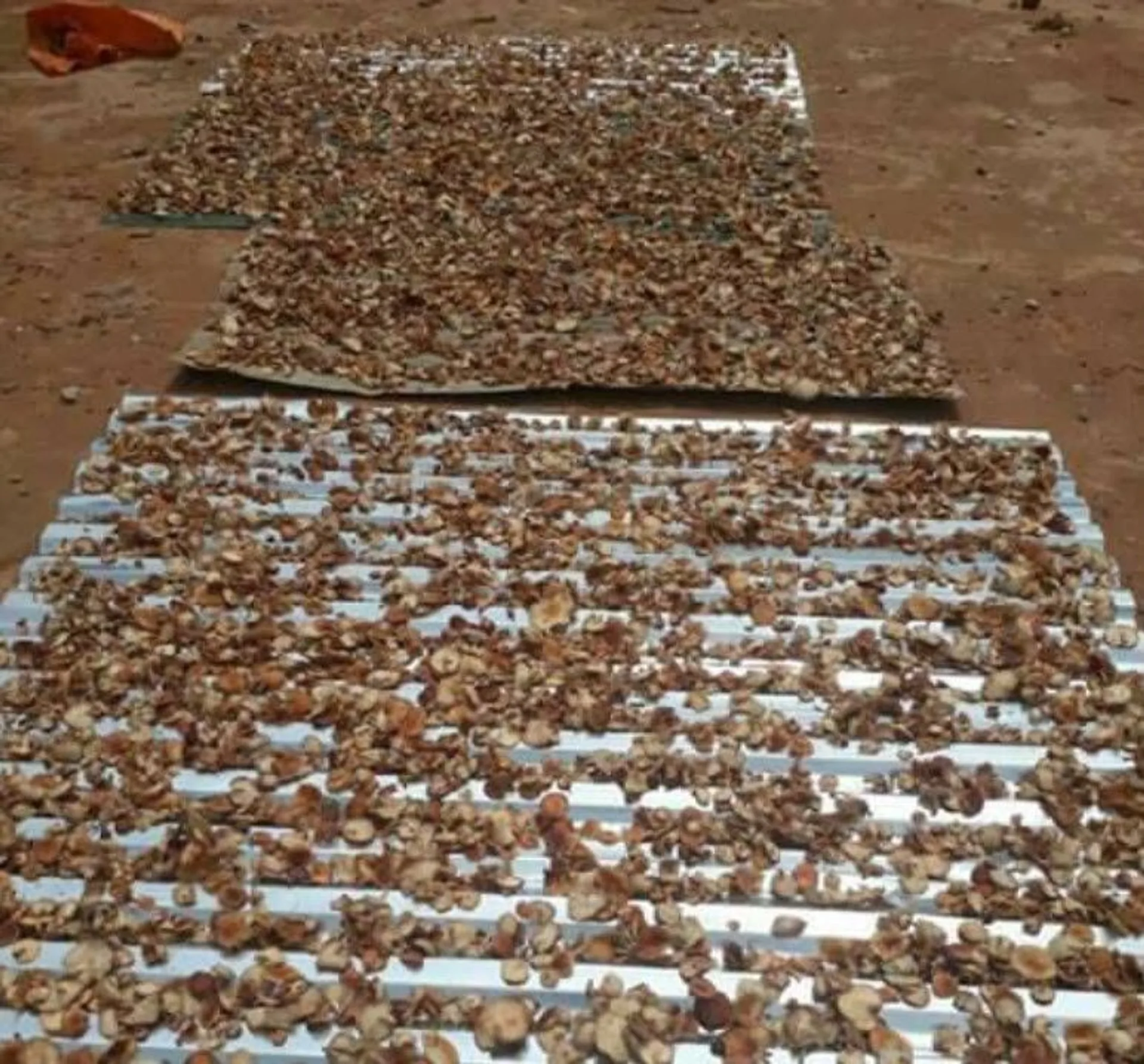 300gr nấm hương thơm ngon bổ dưỡng (ảnh 2/4)