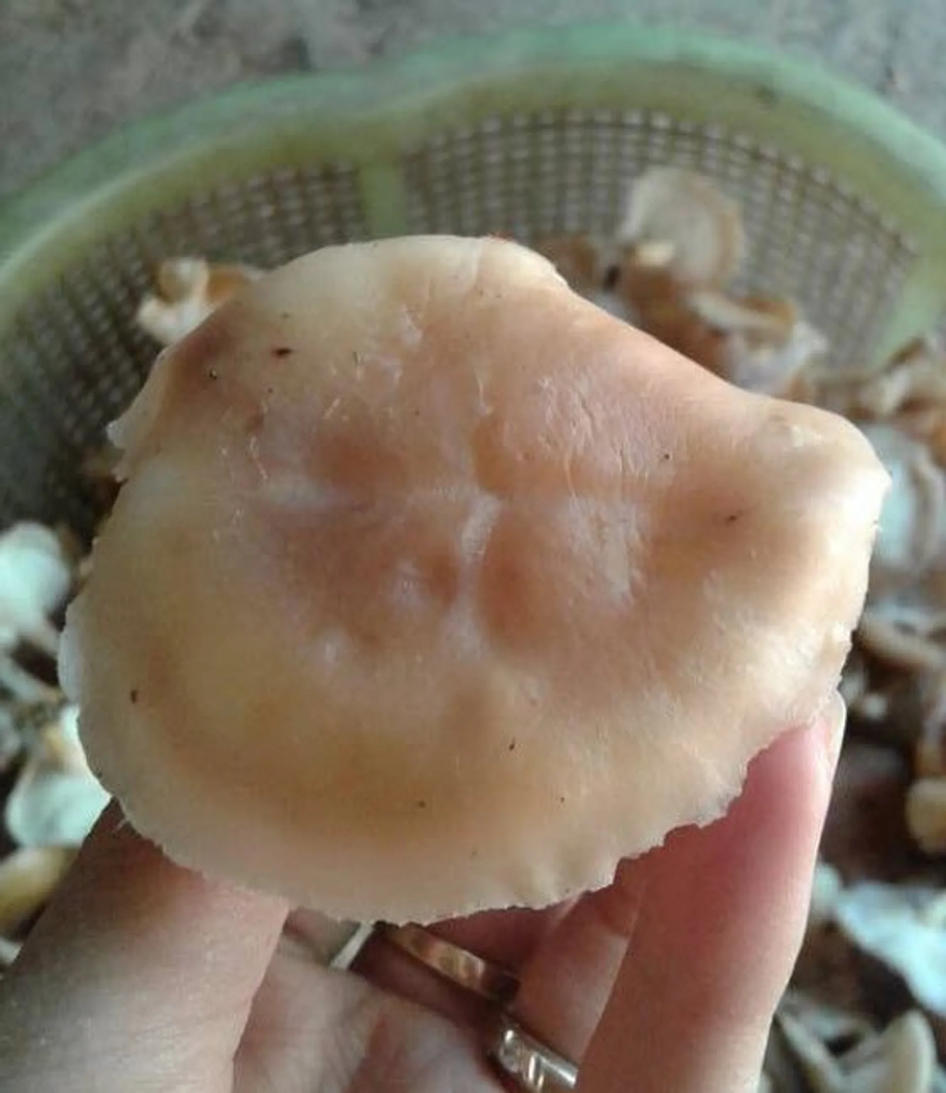 300gr nấm hương thơm ngon bổ dưỡng (ảnh 4/4)