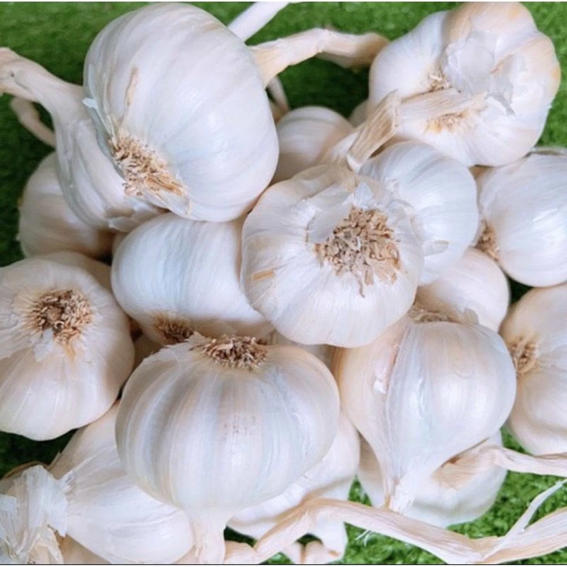 TỎI LÝ SƠN chính gốc - trồng tại Đảo Lý Sơn - Thực Phẩm Quê Hương - Loại Củ To Tròn - Không Củ Lép - Giống Y Hình -1 Ký
