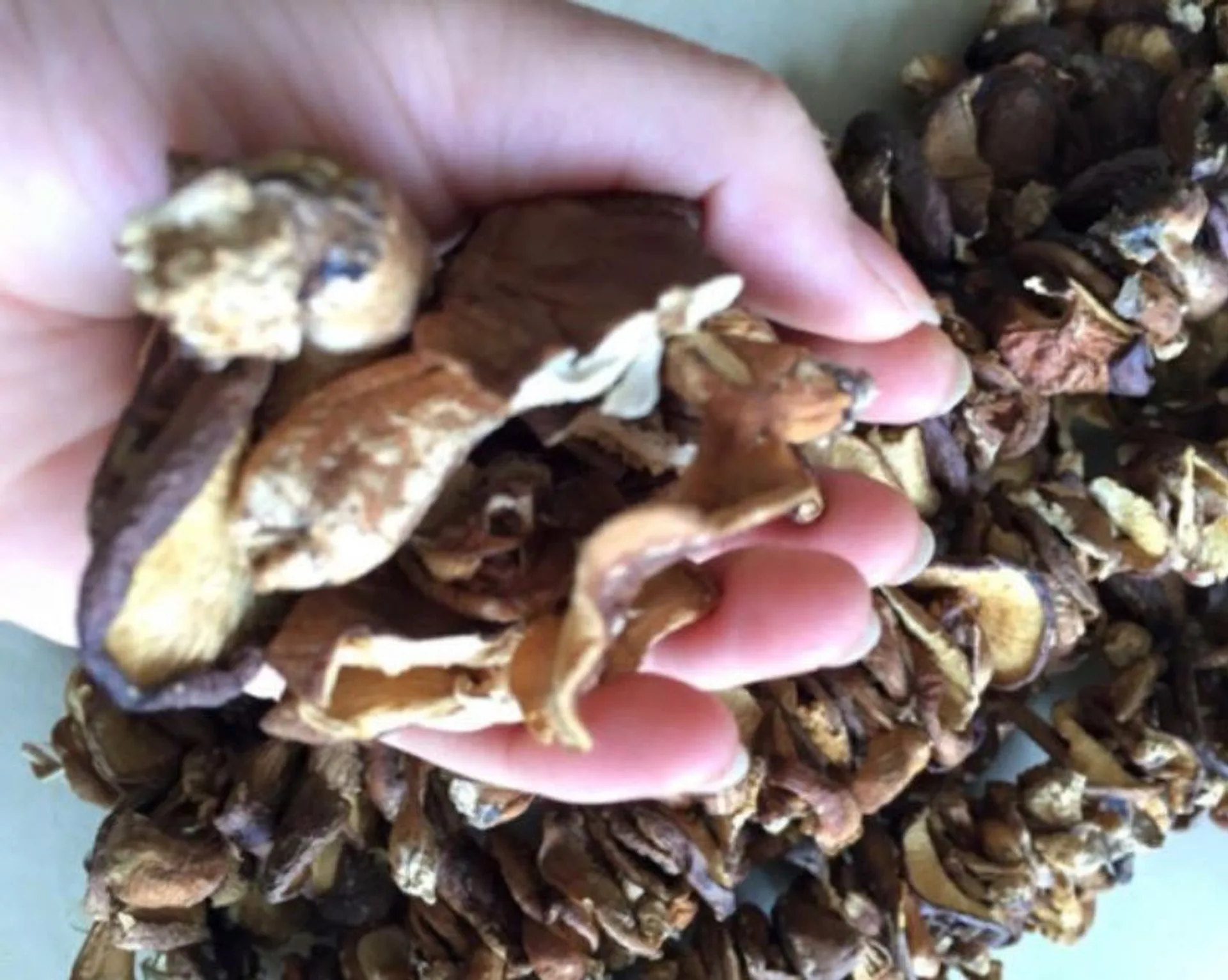 300gr nấm hương thơm ngon bổ dưỡng