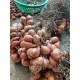 N&ocirc;ng sản Kinh M&ocirc;n - Hải Dương
