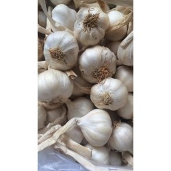 TỎI LÝ SƠN chính gốc - trồng tại Đảo Lý Sơn - Thực Phẩm Quê Hương - Loại Củ To Tròn - Không Củ Lép - Giống Y Hình -1 Ký TỎI LÝ SƠN chính gốc - trồng tại Đảo Lý Sơn - Thực Phẩm Quê Hương - Loại Củ To Tròn - Không Củ Lép - Giống Y Hình -1 Ký